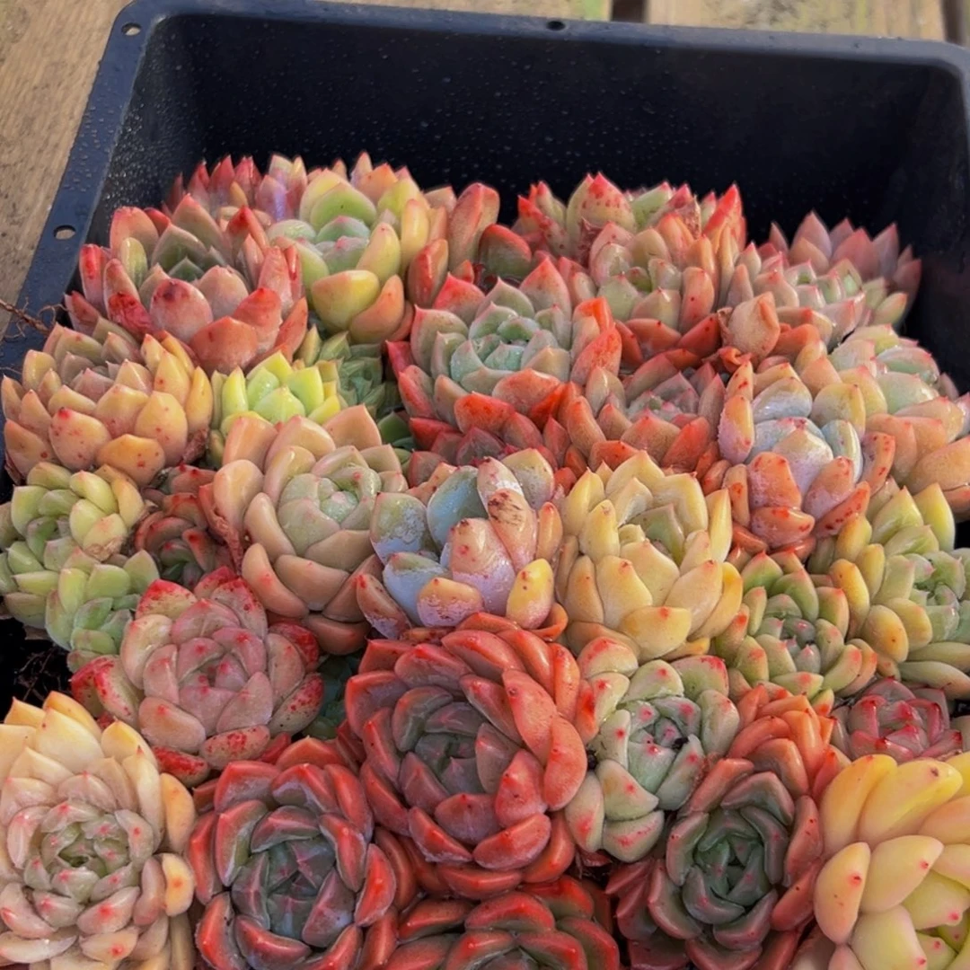 781多肉葡萄领导人物库资料