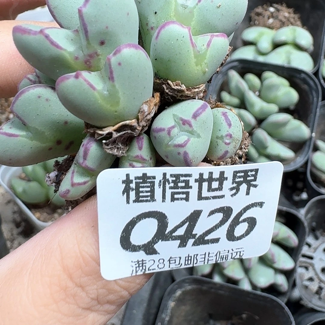 的润泽的润泽徐vv