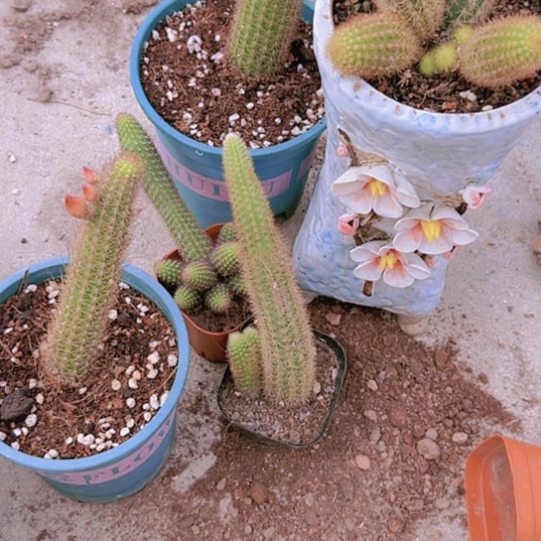 【闪购商品】5盆金妞偏远不拍