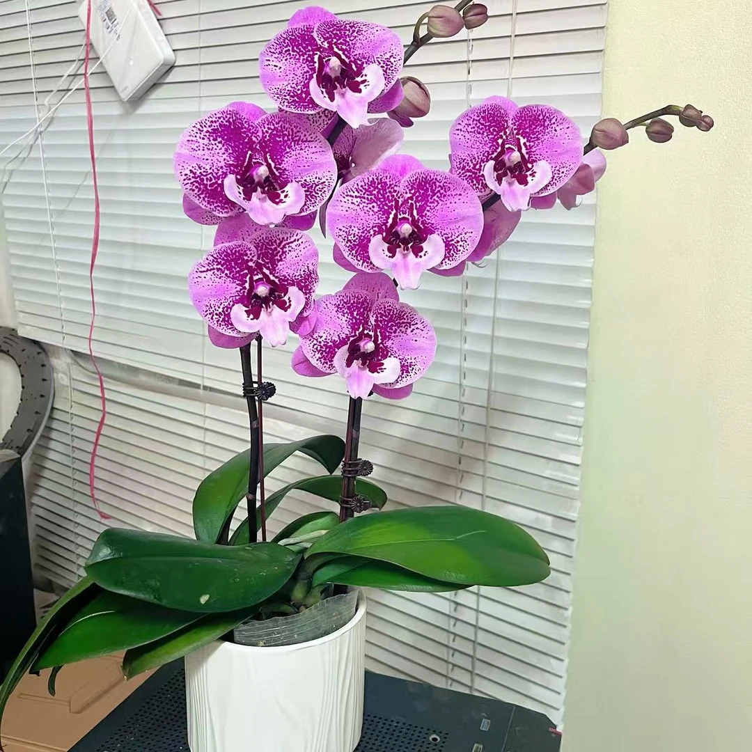 蝴蝶兰【乌龙茶】两苗两花剑 稀有品种  好养耐养 室内花花