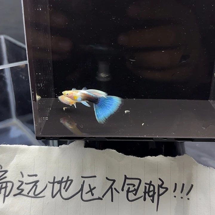 孔雀鱼黄化蓝礼服欧翼