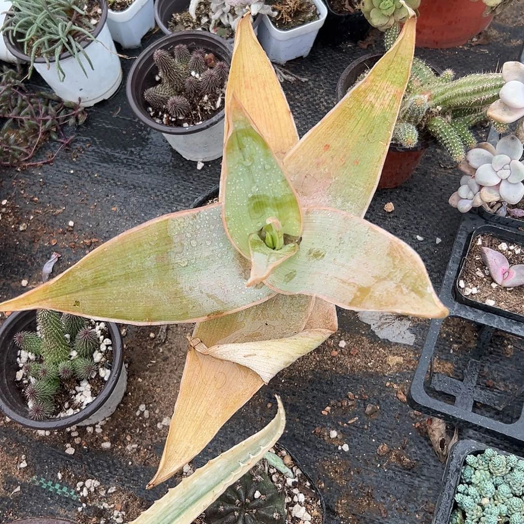 多肉植物单头银芳锦