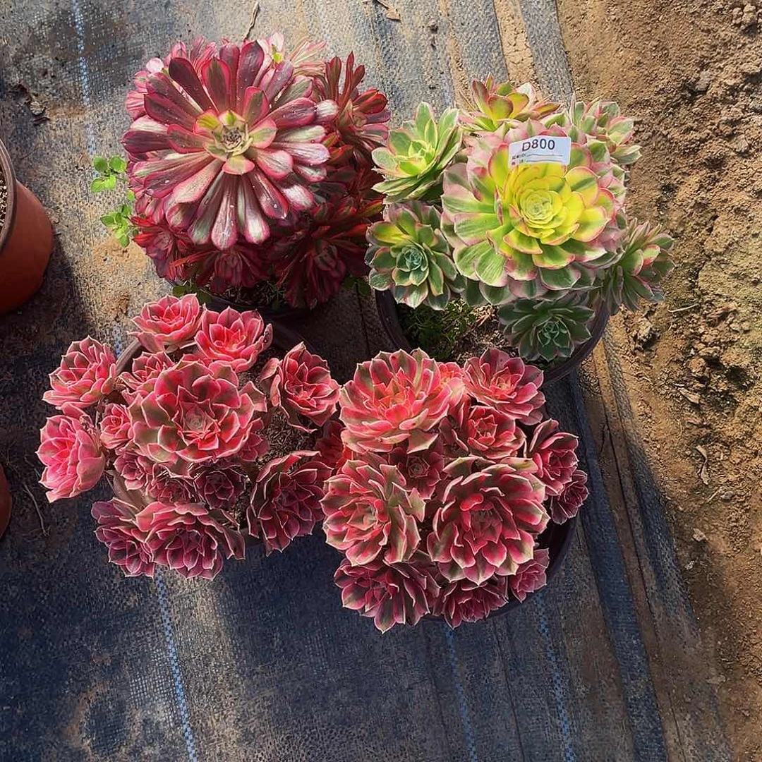 多肉植物800四小颗