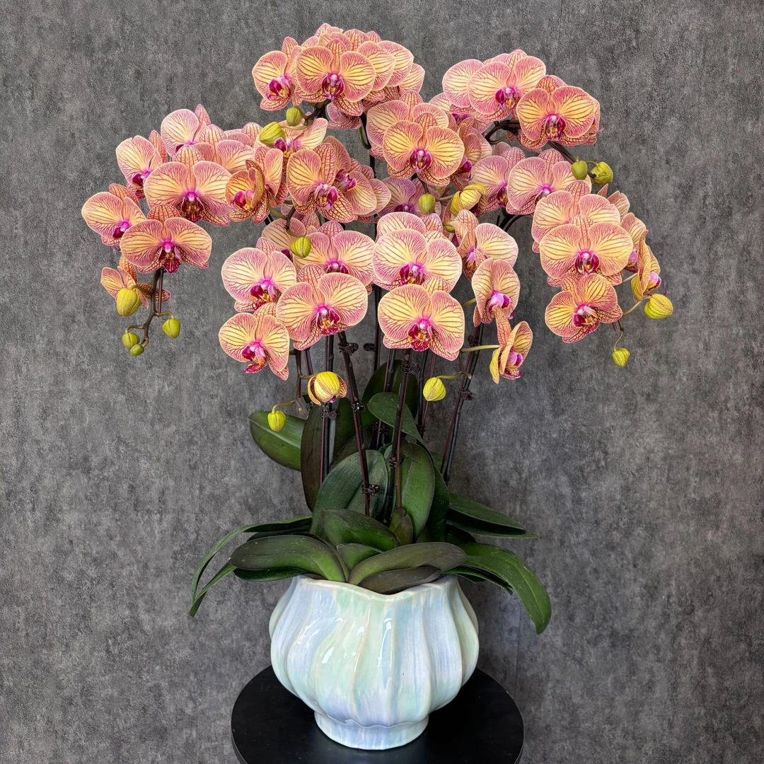 【小安童-蝴蝶兰】 复古风 中式 美式复古 现代 室内高端鲜花 送礼