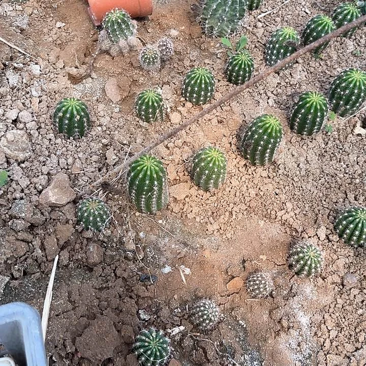 早***好立夏毛花柱20的毛花柱