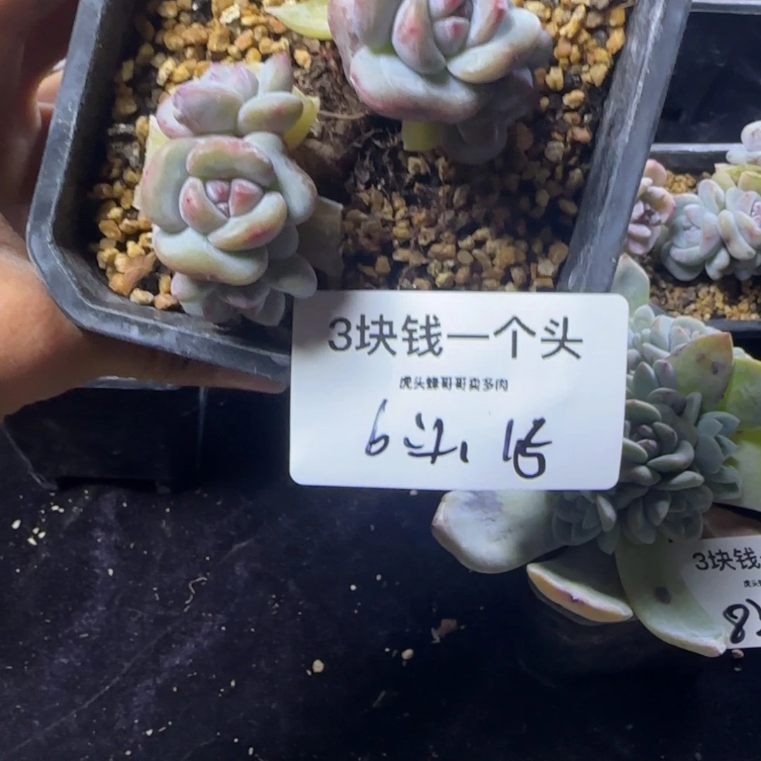 6头星影一物一拍掐心