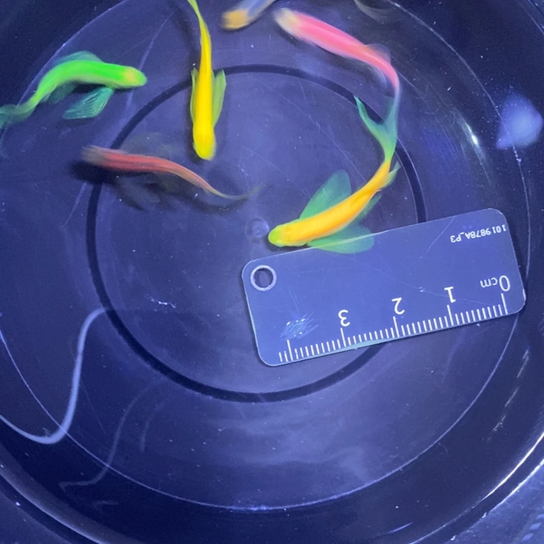 斑马鱼蝶翼斑马小号6色3厘米以上