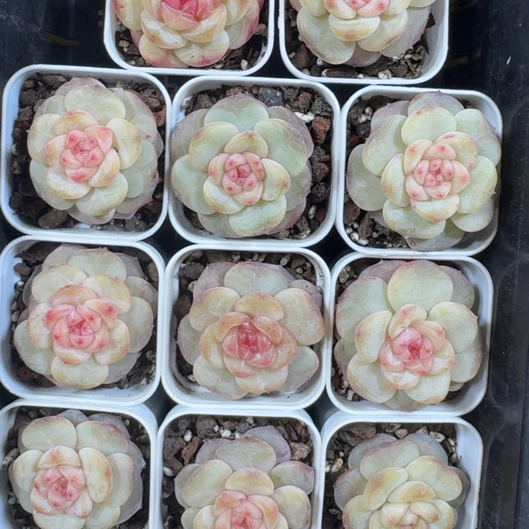 0104-043-小红花一颗量拍