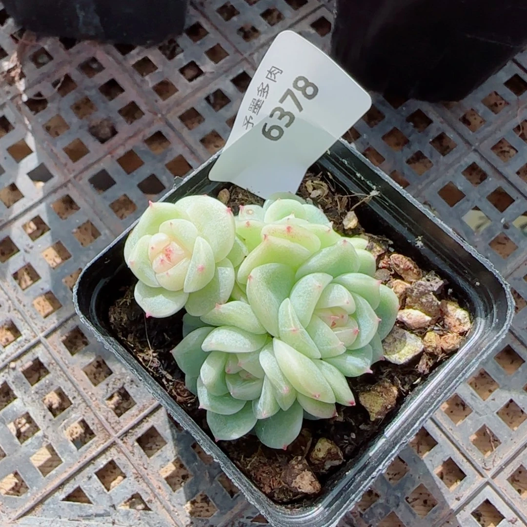 倾城珍妮，6378多肉植物