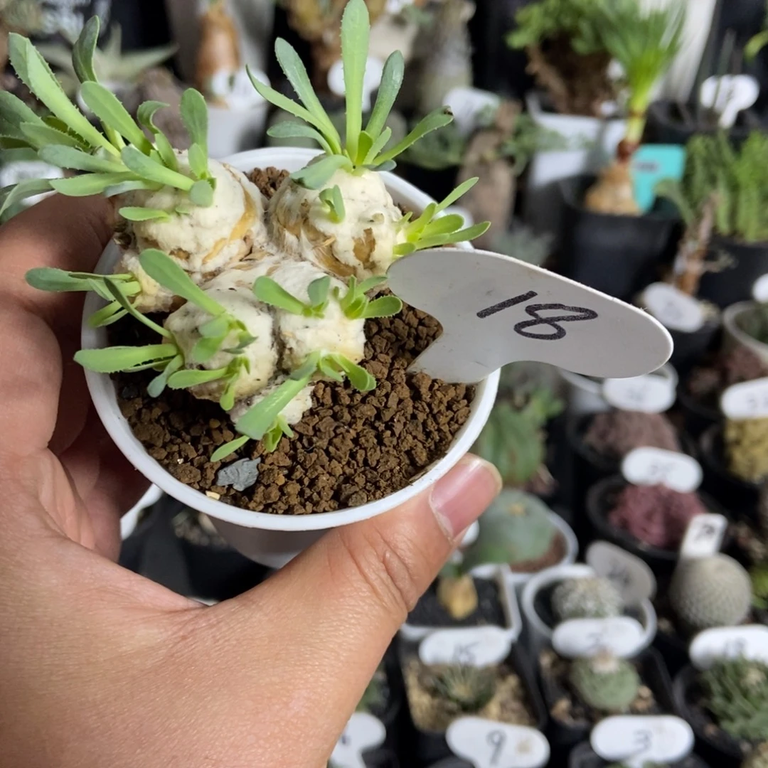 刨花后盾菊一物一拍