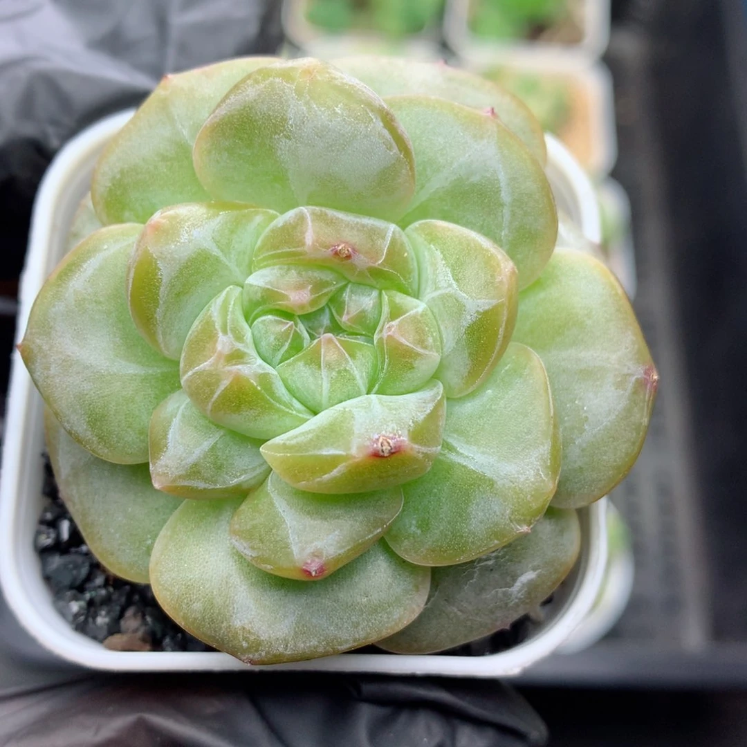 58包邮  群生不包整 1