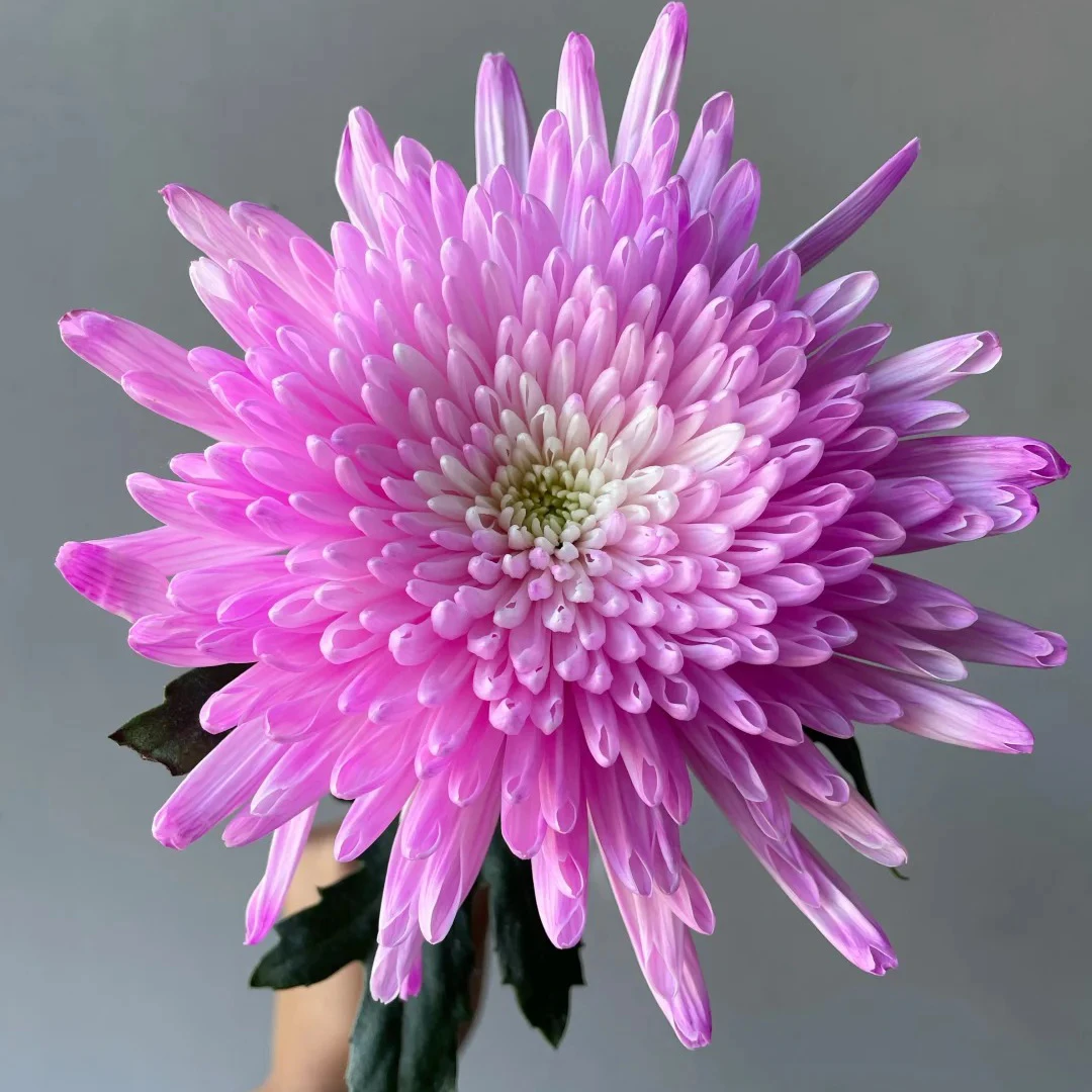 七叶花坊# 【玫红色吸色小菊】鲜花优选 顺丰直发