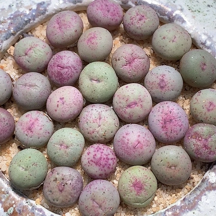 小奶嘴一组四颗