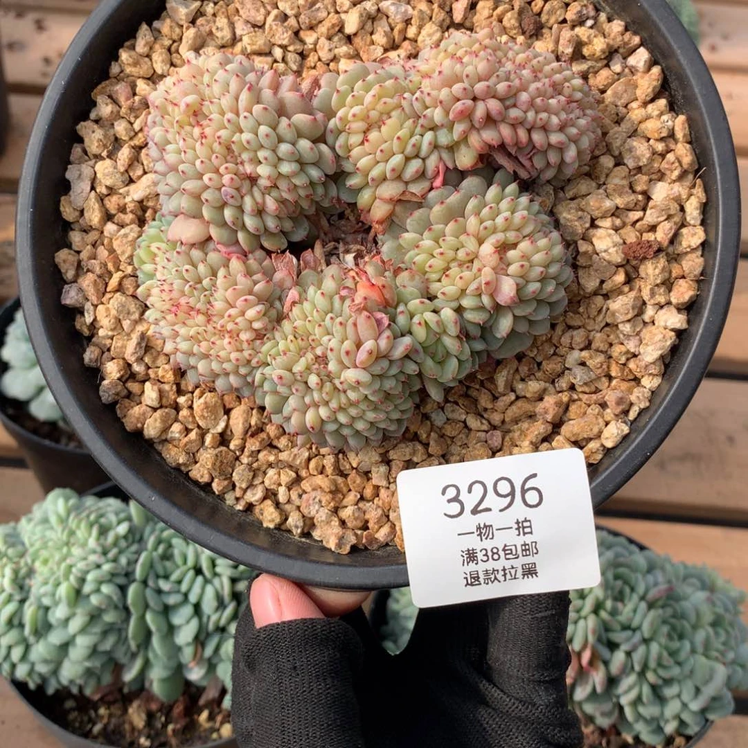 11厘米盘龙白胖子缀3296