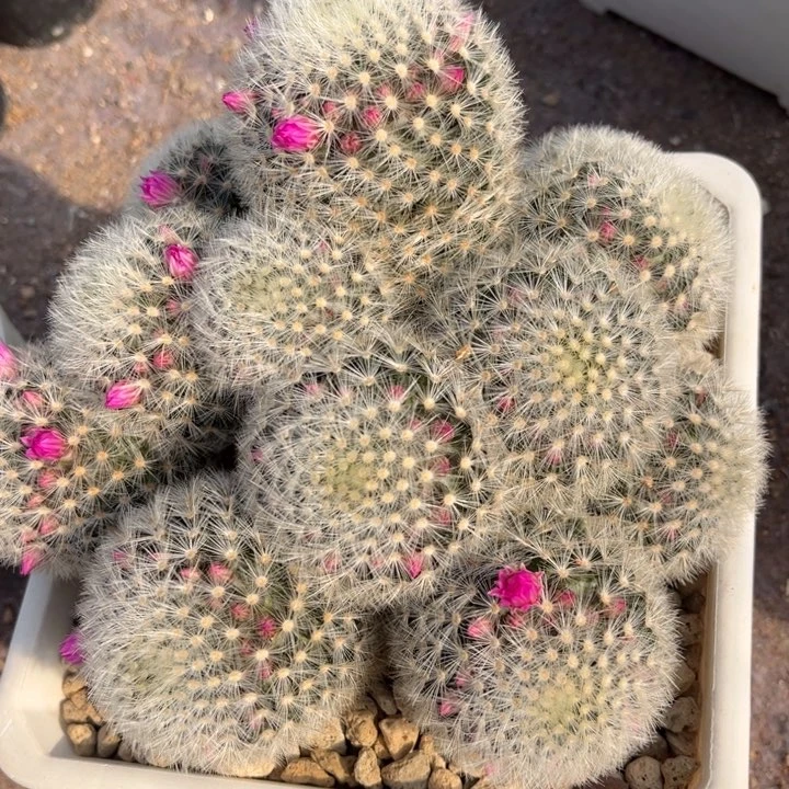 大群生刘氏乳突好养