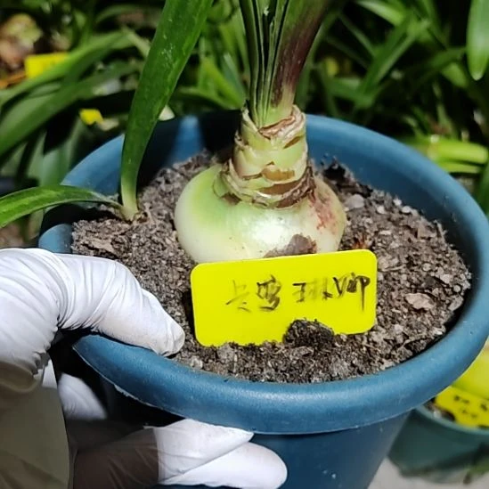 卡罗琳娜主球6.7带z侧