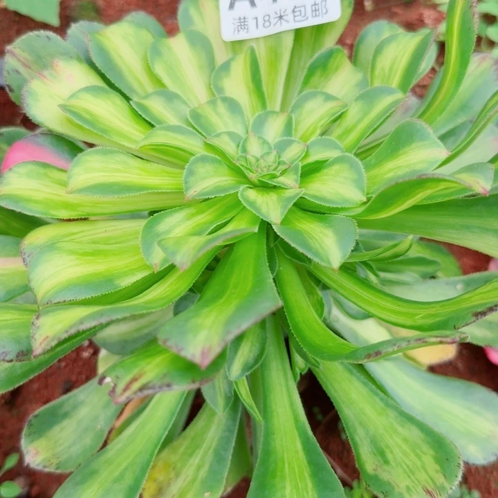 多肉法师知否朵朵