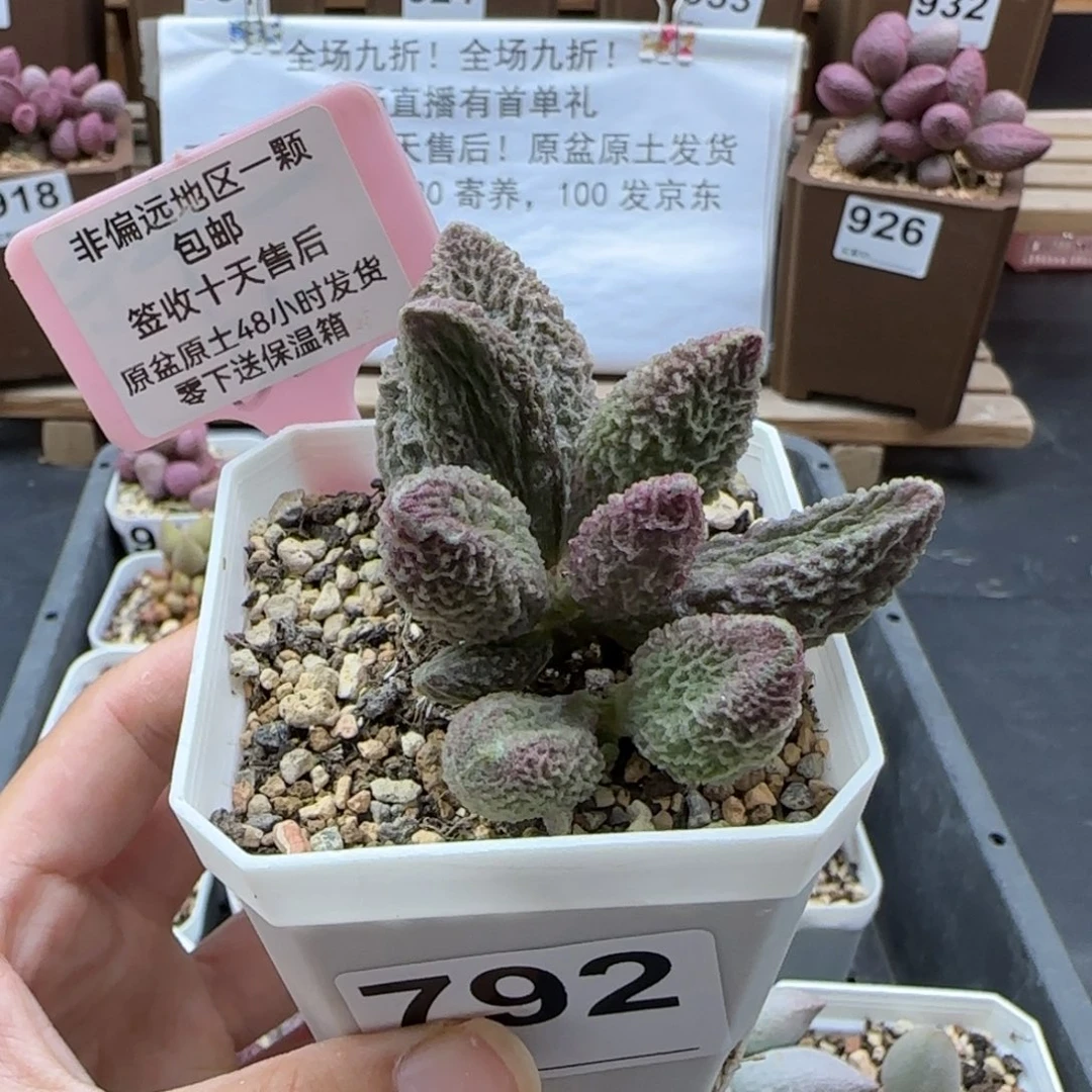 792苍龙多肉植物