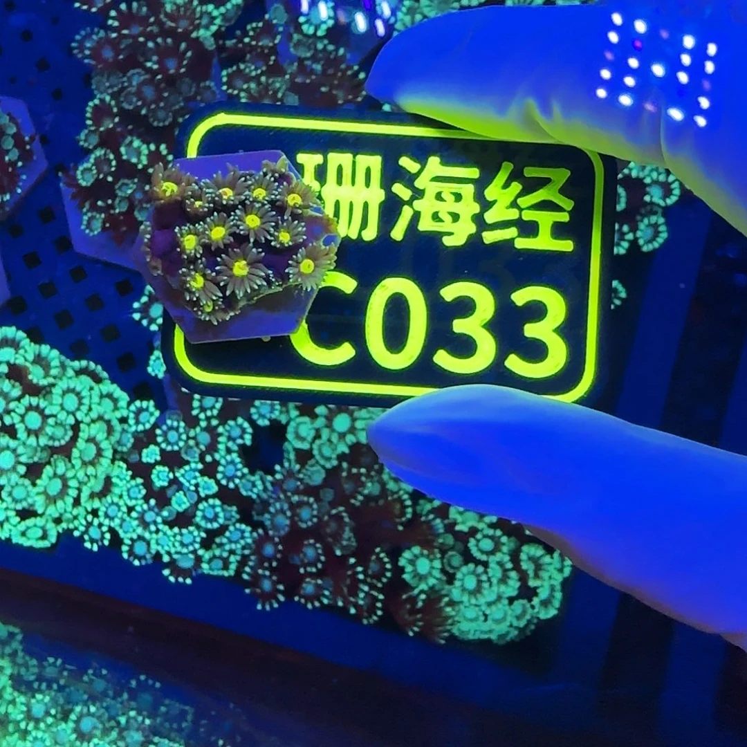 買***纽扣珊瑚晓晓不包邮金芯单包C033