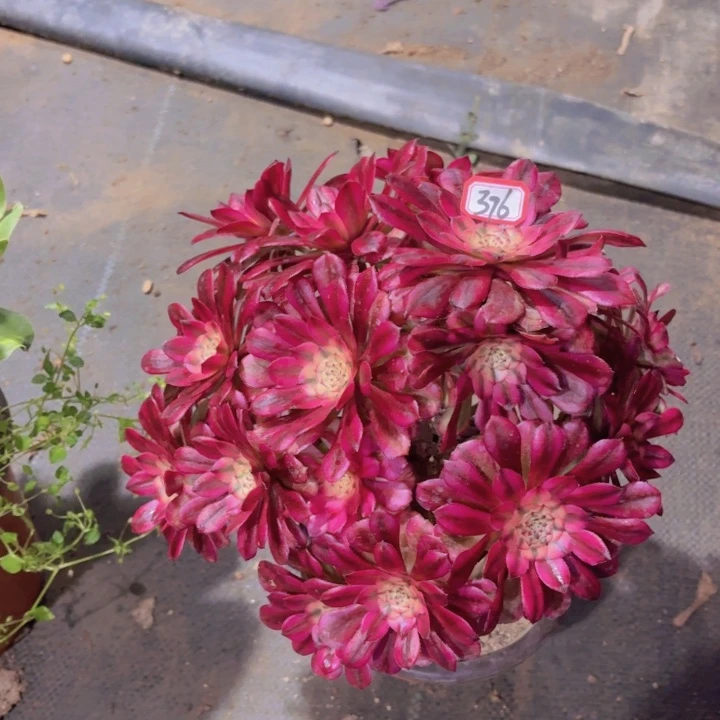 一物一拍粉公主376