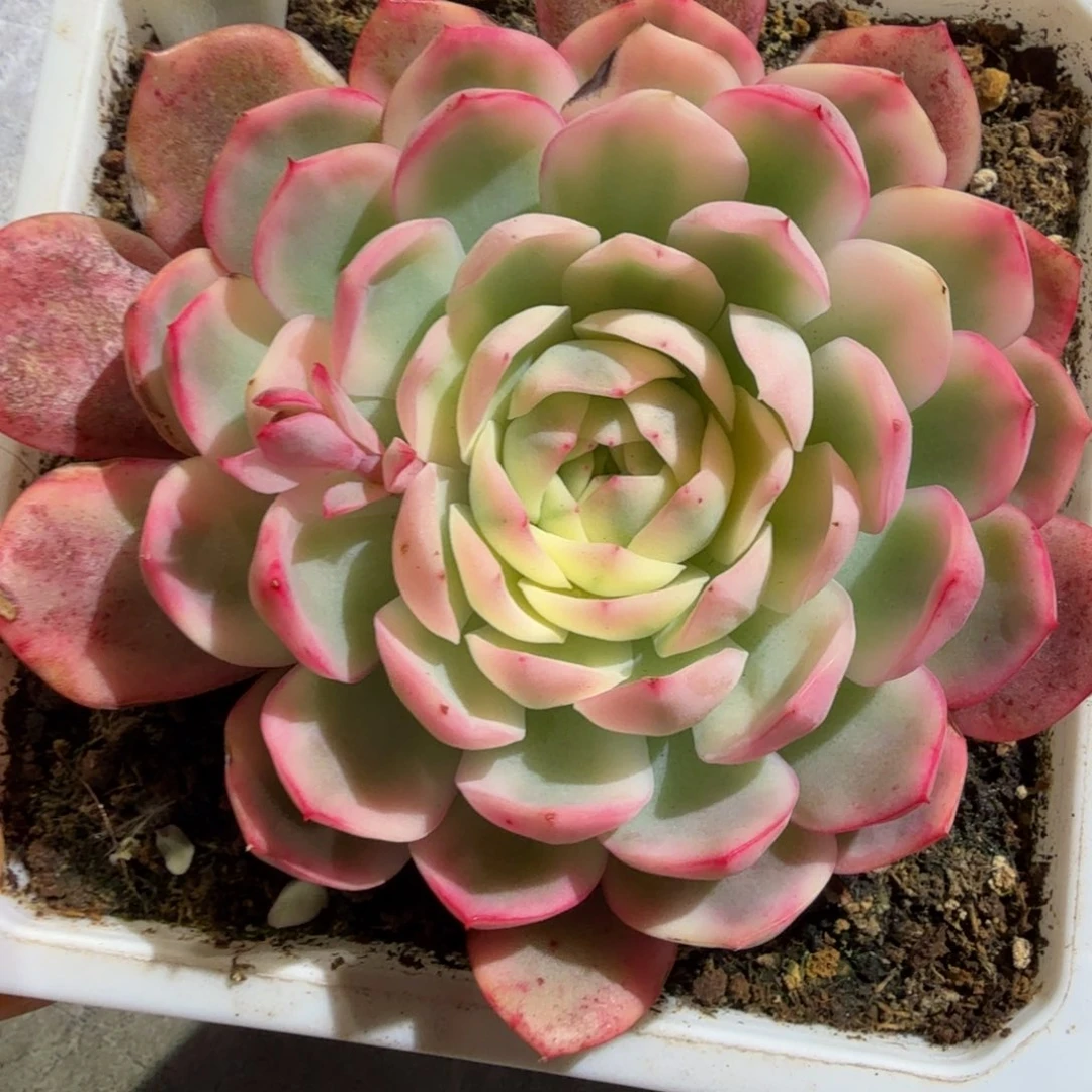 粉水晶锦 ,锦上园艺量拍