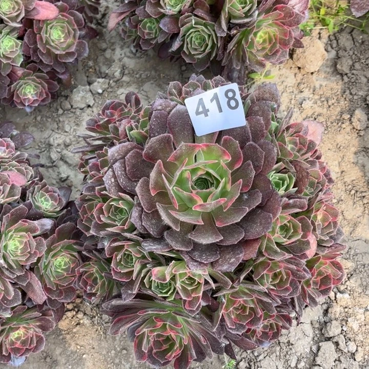 安娜418不包断枝