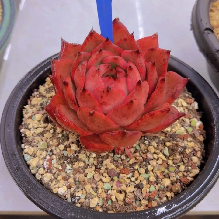 大**潘16多肉植物一物一拍