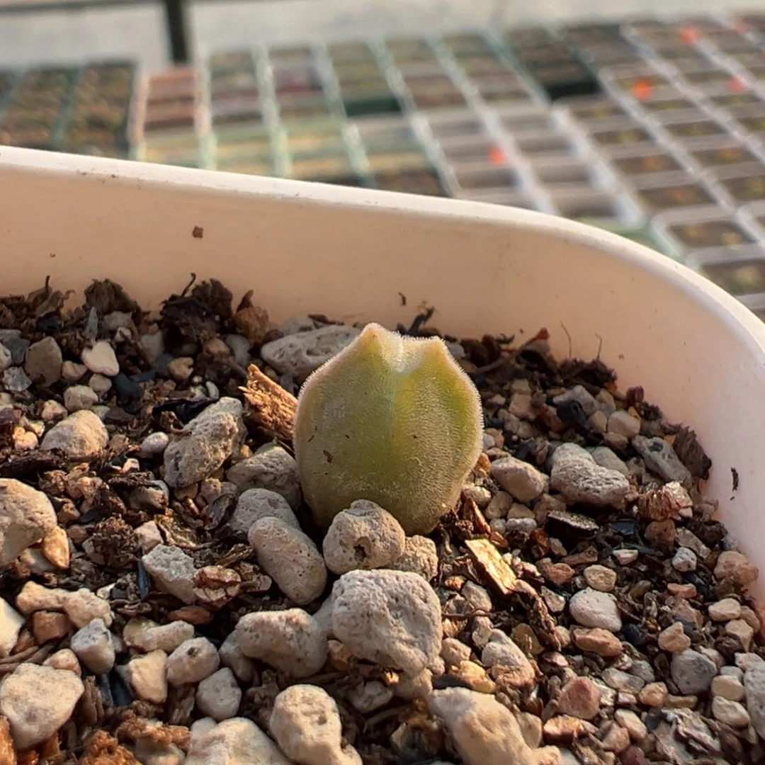 6*1111111111多肉多肉