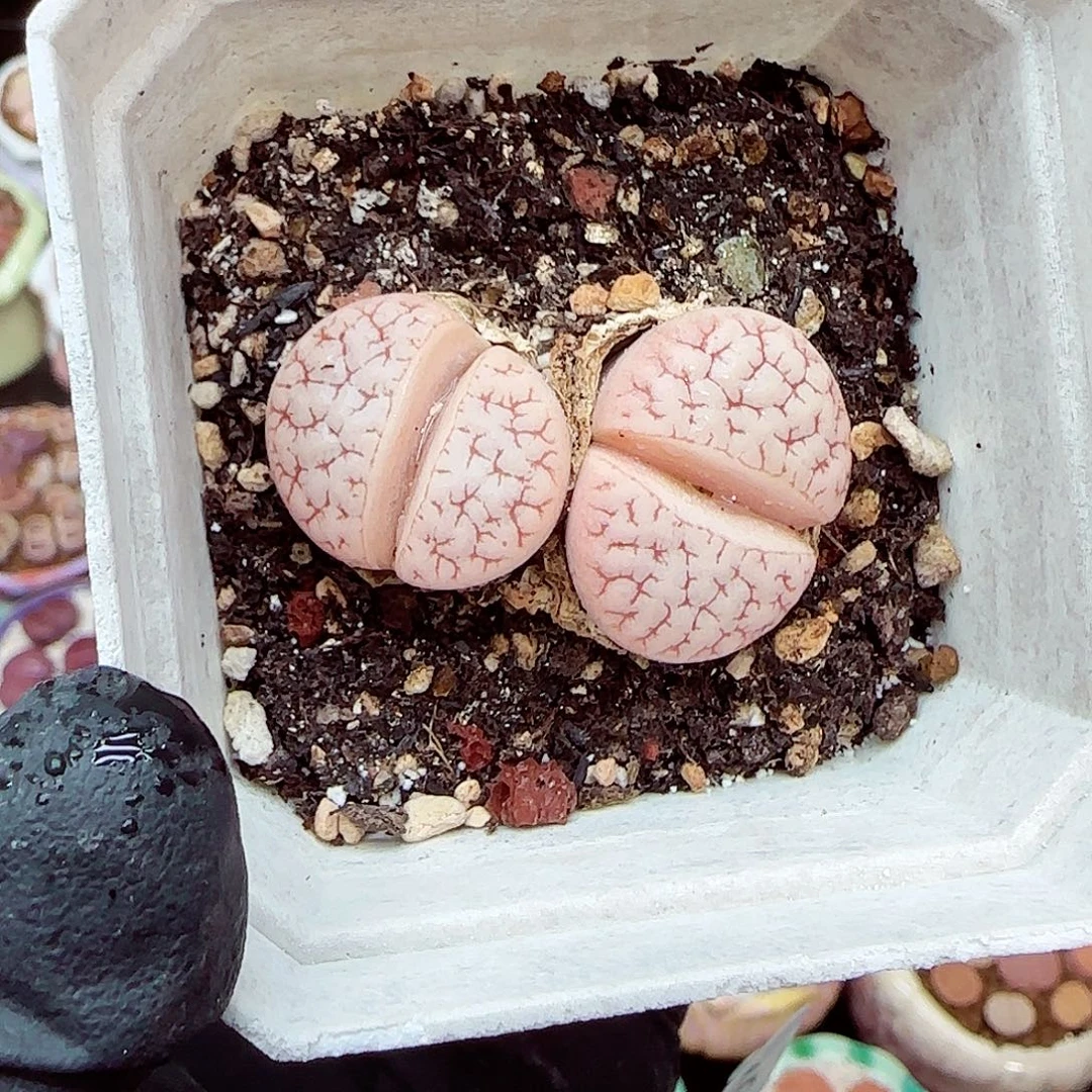 生石花满18包邮1218-35