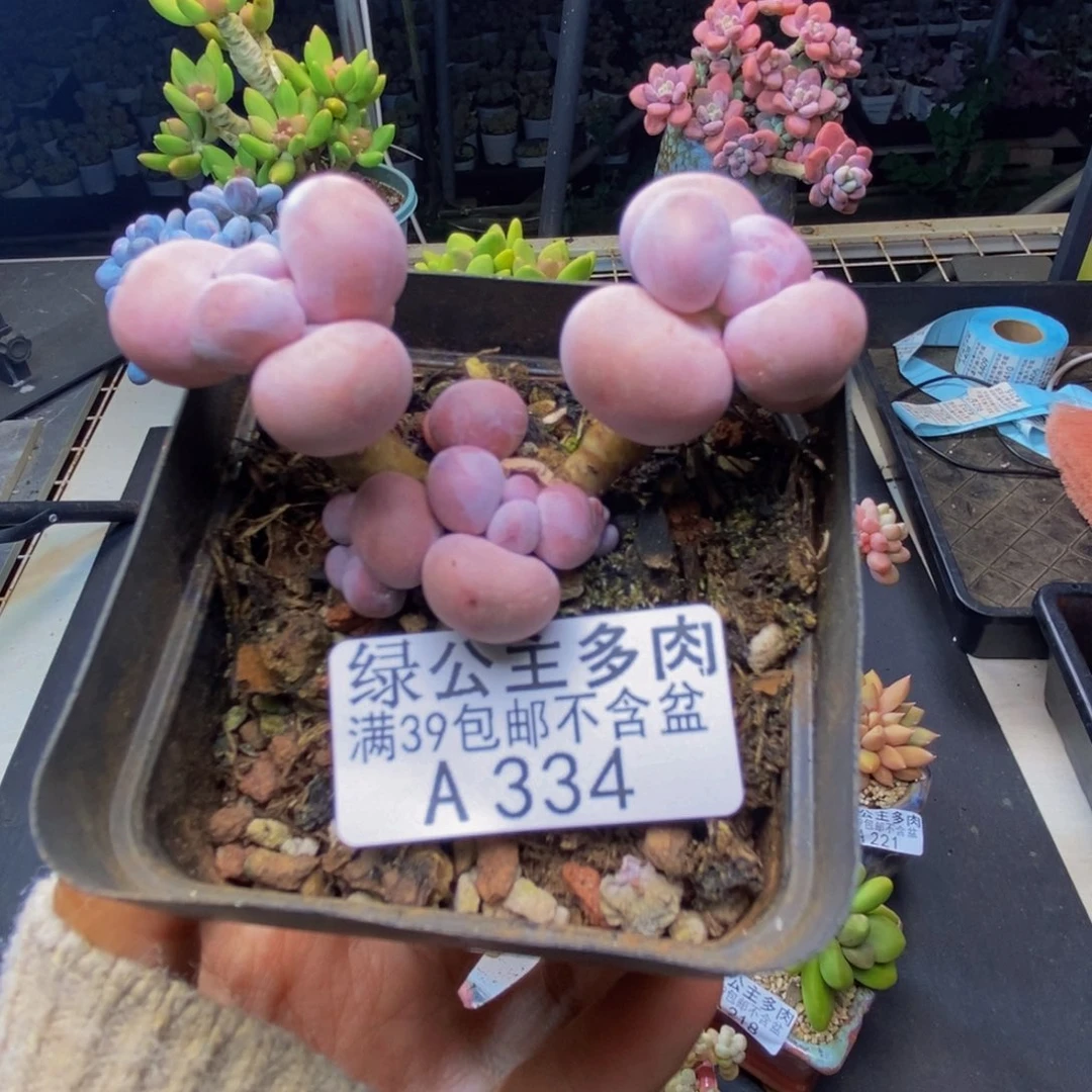 334橙奶多肉肉5c m