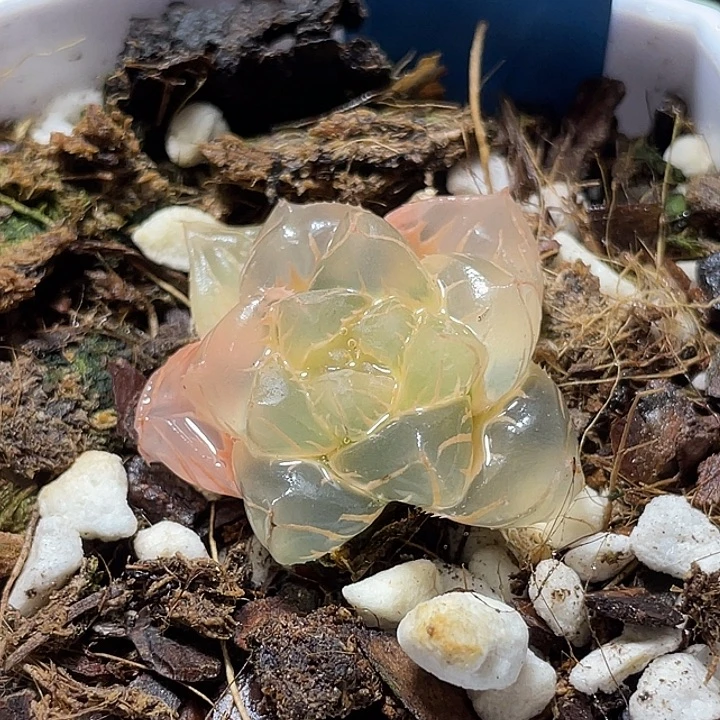 760糊斑水中虐锦特选福利