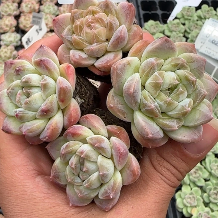 新店开播，¥9.9包邮189