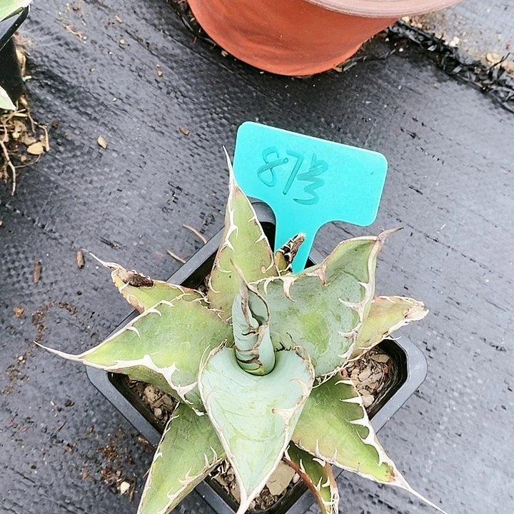 【闪购商品】无花朵龙舌兰蓝肌仁王冠三单包邮