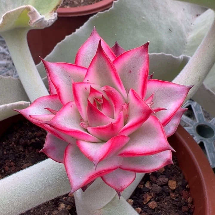 吉赛尔锦一物一拍锦龙