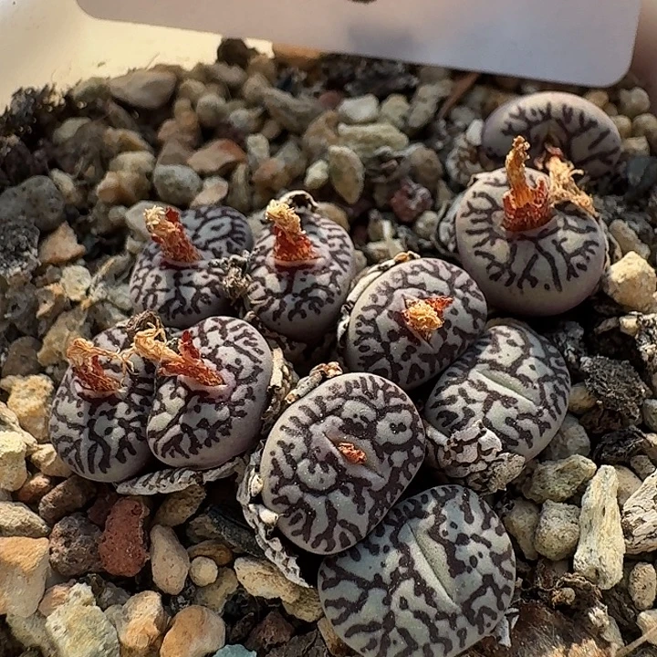 46 rr714超级墨小锥。