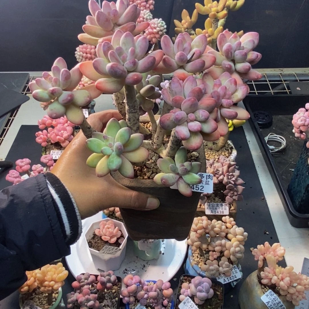 452苹果奶美人多肉12c m