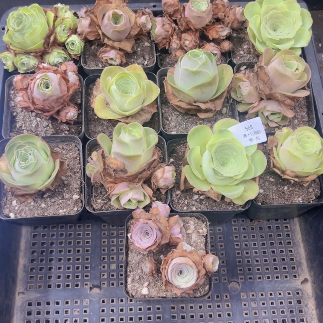 668 侧牙掉了不包损无售后