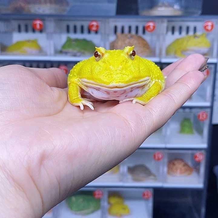 特价秒杀活动蛙蛙