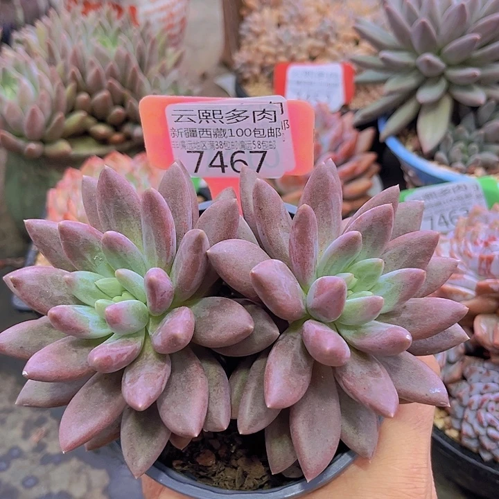 7467水晶球。