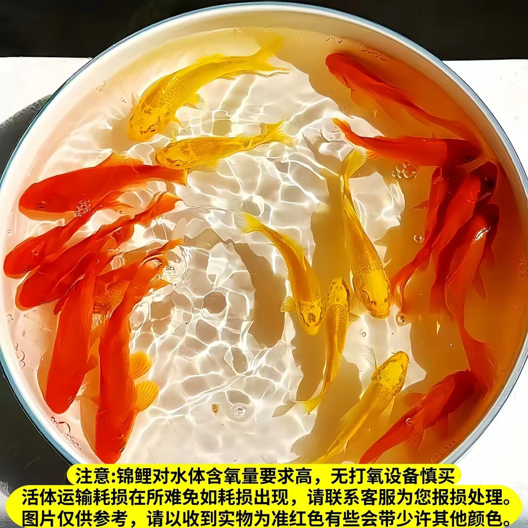 7 号【3黄2红12-14公分】冷水观赏鱼 包邮