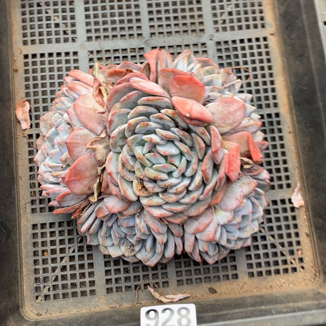 928号新疆西藏内蒙古不包邮