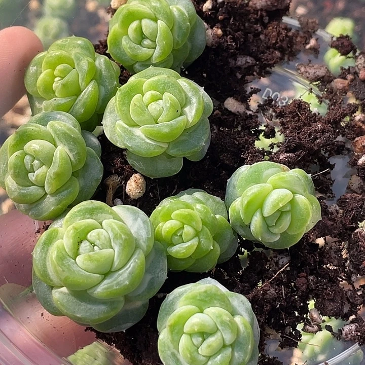 OTO多肉切糕优选dy446