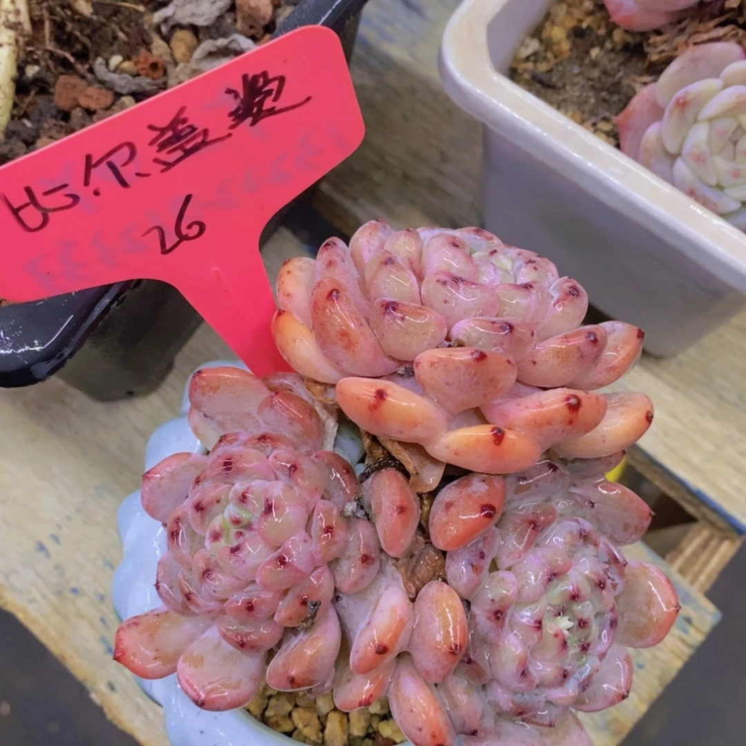 开心多肉，一物一拍，看准下单，