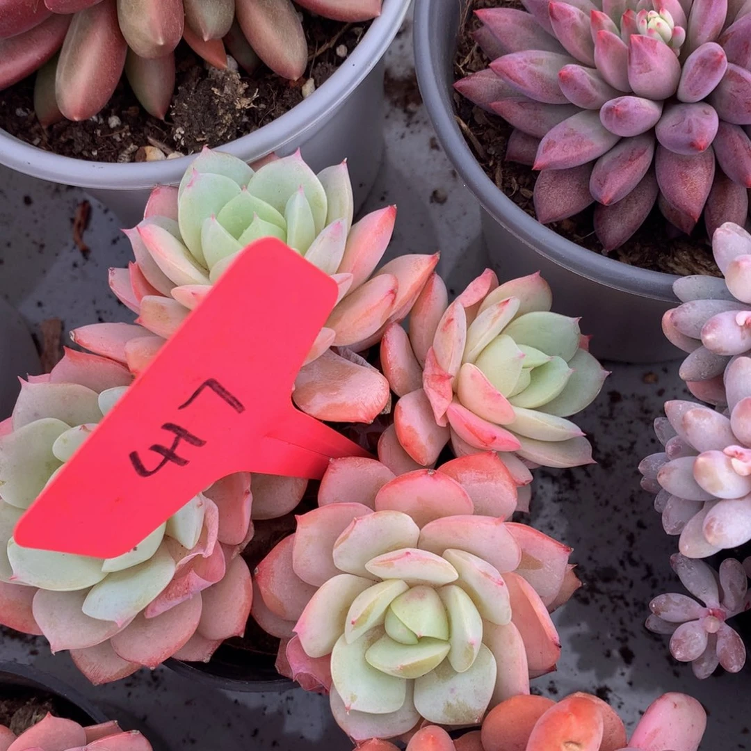 恋曲72727373737737337