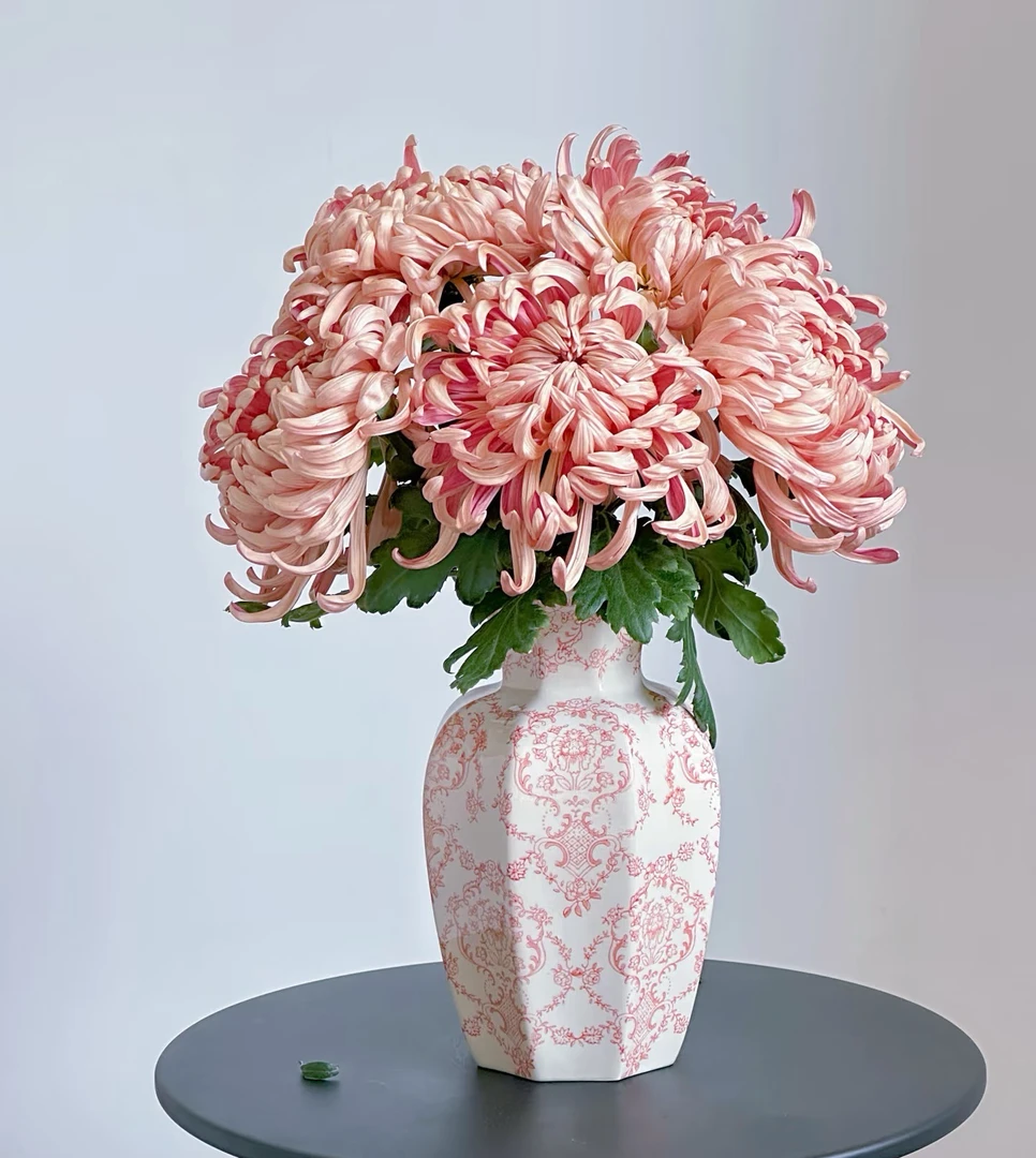 特级【国风大菊】维也纳、暮雪、珠玉云南产地直发 | 新鲜采摘