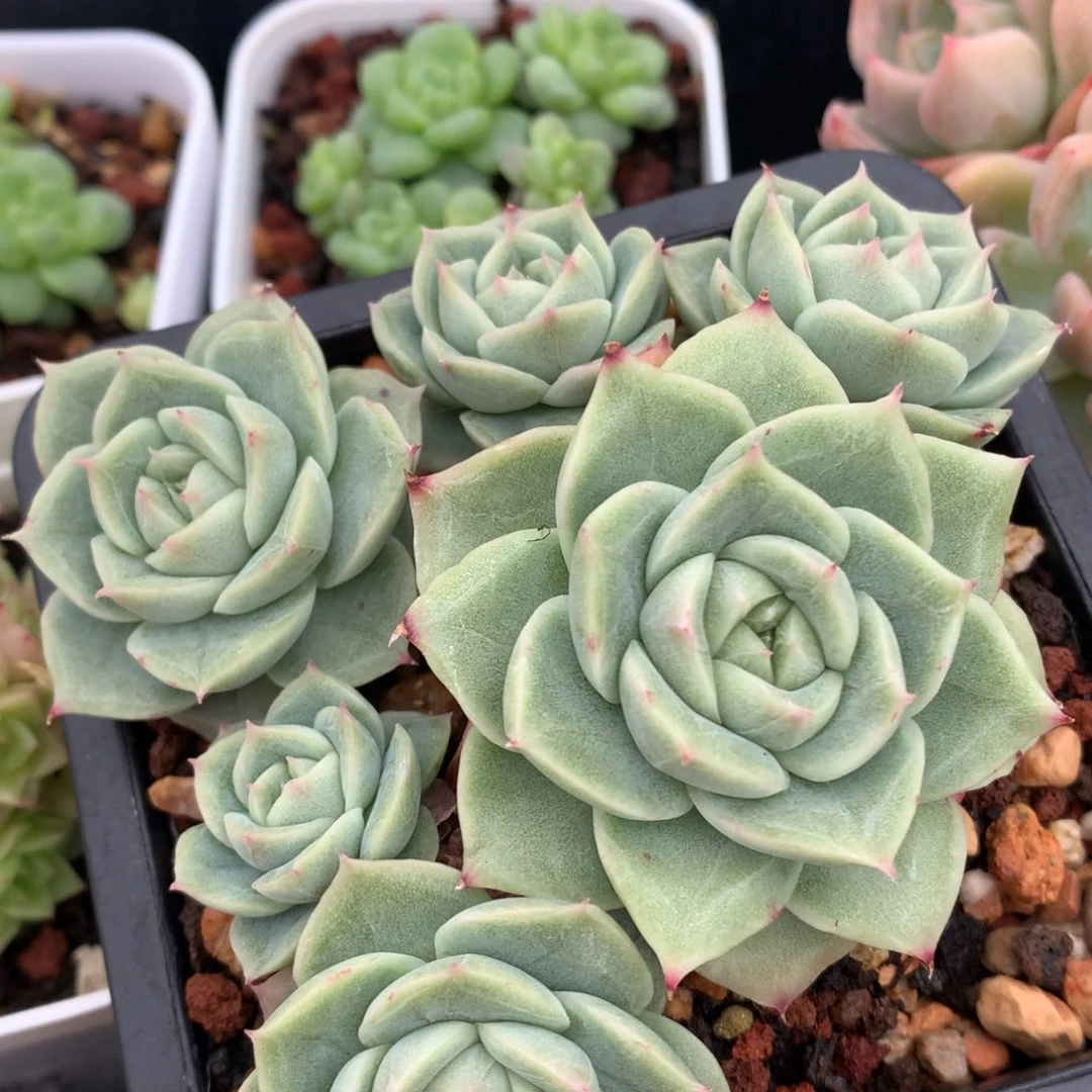 橘*?0524-05 麦秆优选