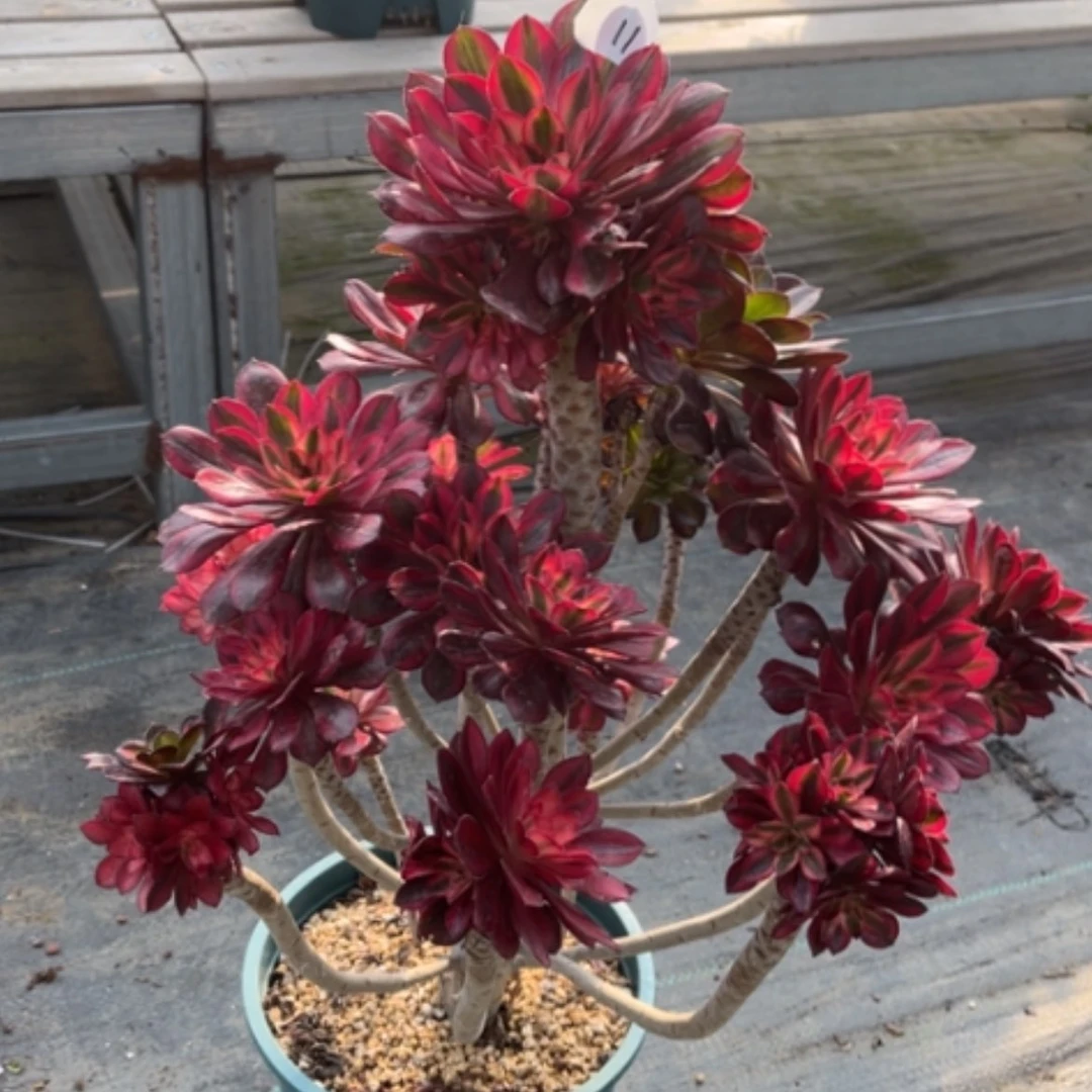 【闪购商品】14香奈儿多肉法师