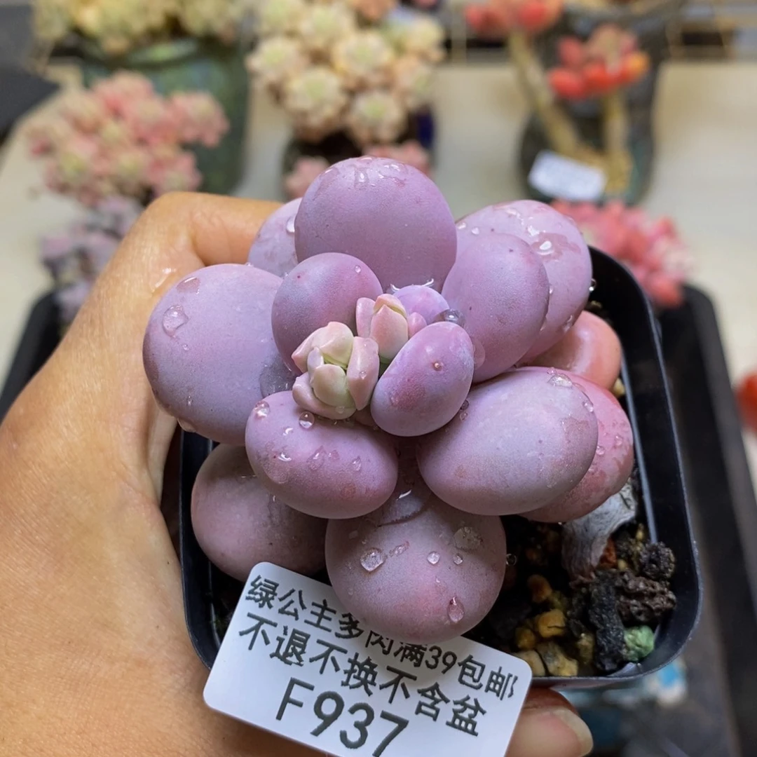 937芭比奶多肉6c m
