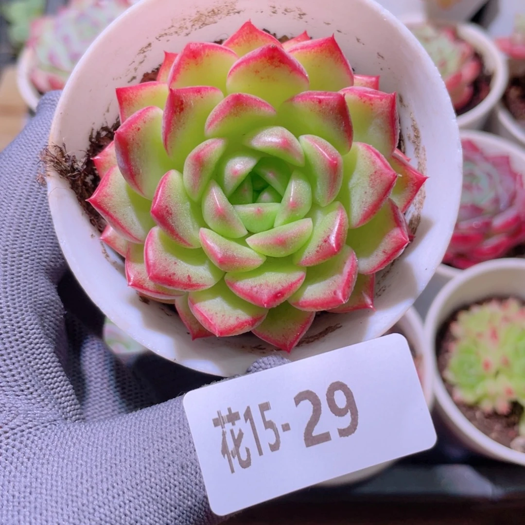 花利美15-29新品