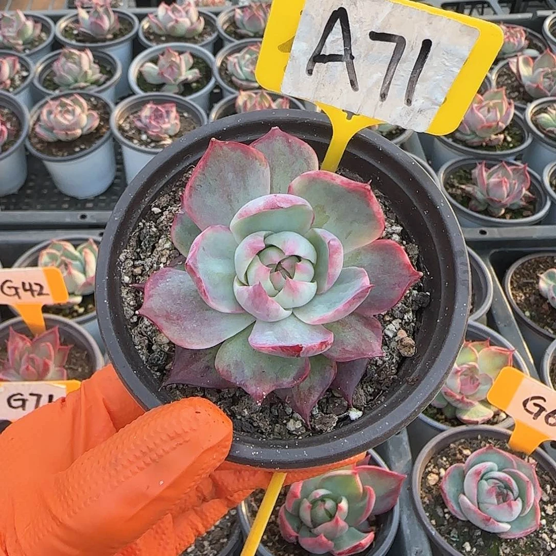 家A71惊鸿单头多肉